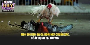 Mẹo Soi Kèo Đá Gà Hôm Nay Chuẩn Xác, Dễ Áp Dụng Tại Haywin
