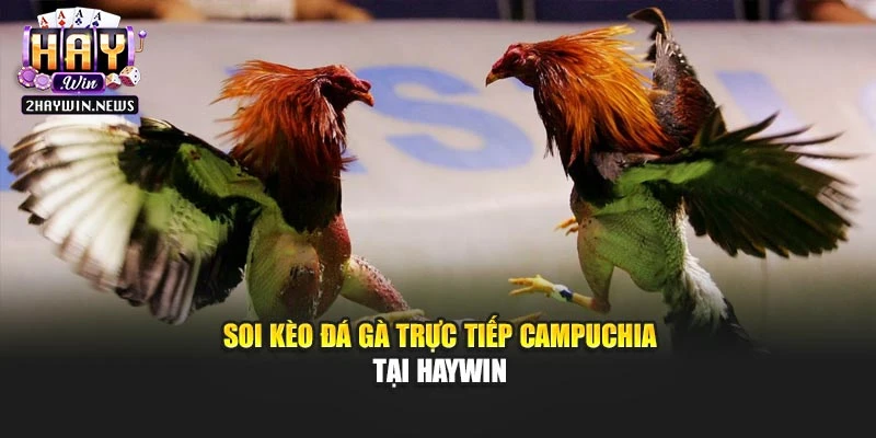 Soi kèo đá gà trực tiếp Campuchia tại Haywin