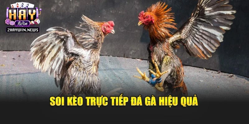 Soi kèo trực tiếp đá gà hiệu quả