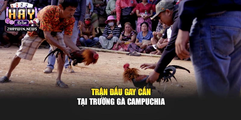 Trận đấu gay cấn tại trường gà Campuchia